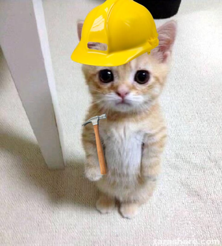 kedi